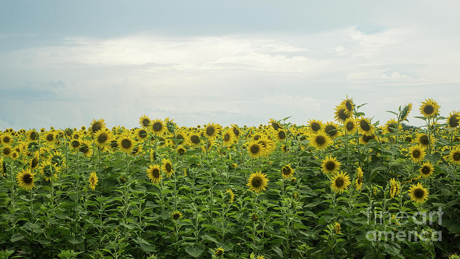 Sunflower Field Photograph by Ules Barnwell