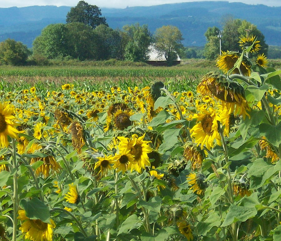 Sunflower Field with Distant Barn Photograph by Quin Sweetman