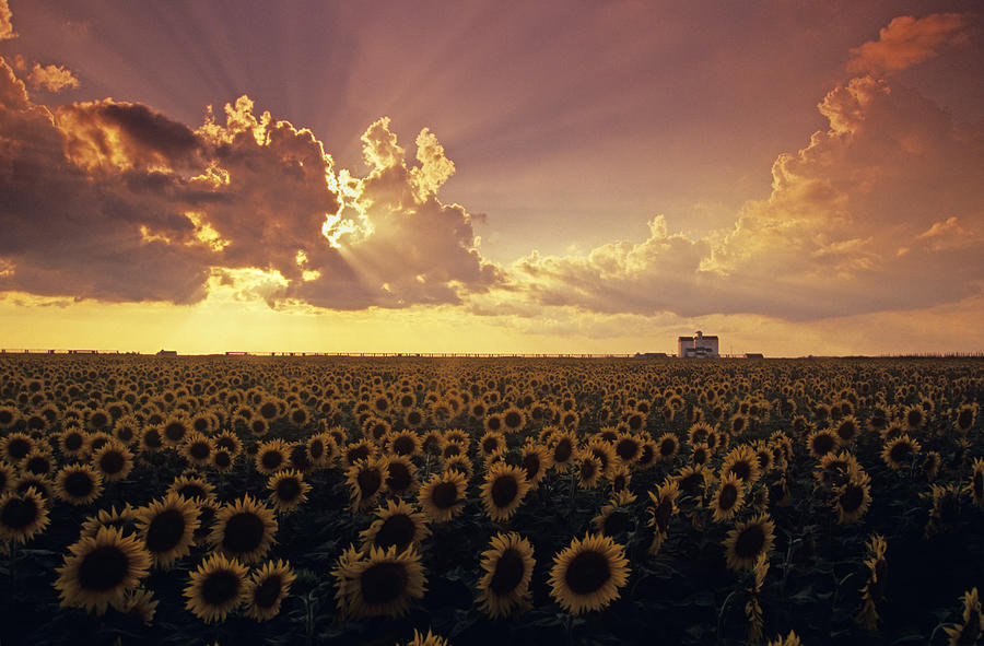 Sunflower Field With Grain Elevator Photograph by Dave Reede
