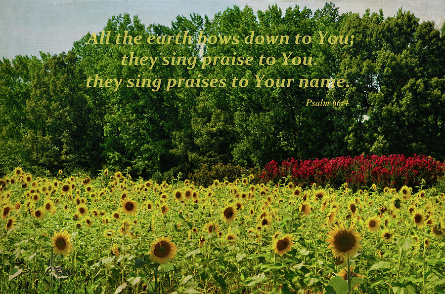 Sunflower Field With Scripture Photograph by Sandi OReilly