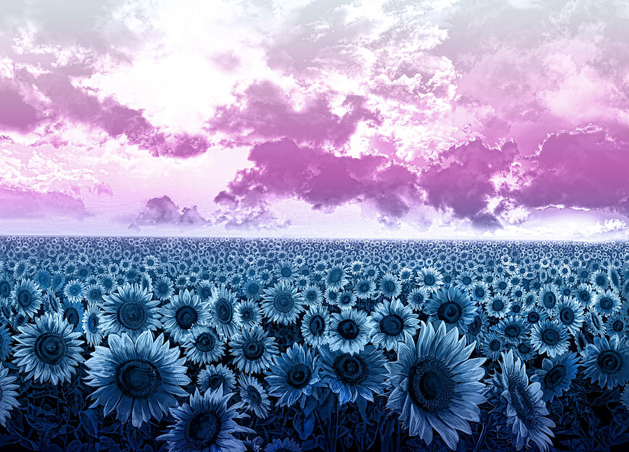 Sunflower fields 3 Painting by Bekim M