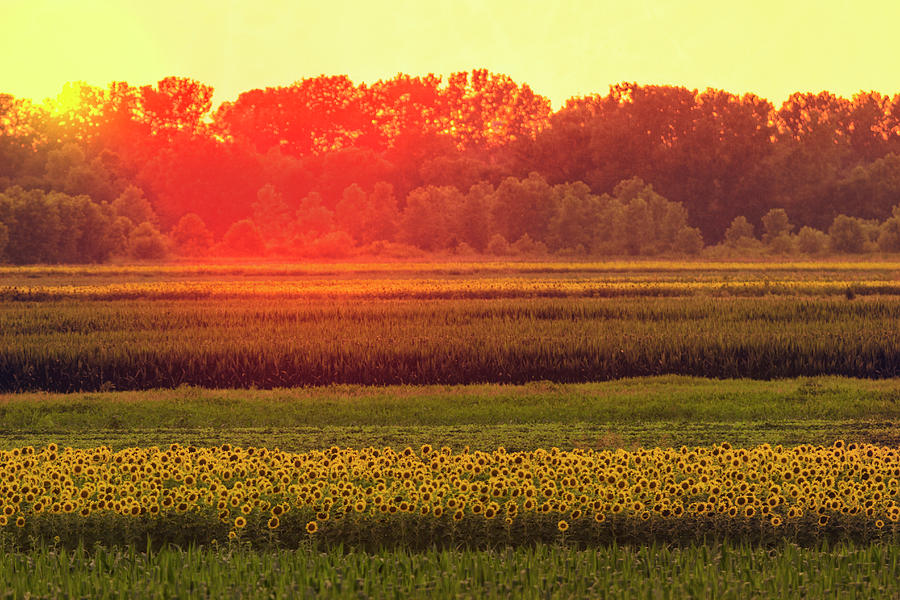 Sunflower fields at Sunset Photograph by Garry McMichael