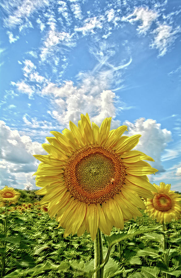 Sunflower Fields Photograph by Bonfire Photography