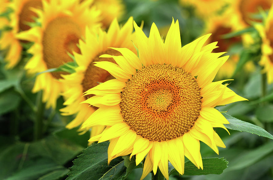 Sunflower Fields Photograph by Christopher M Stewart - Fine Art America