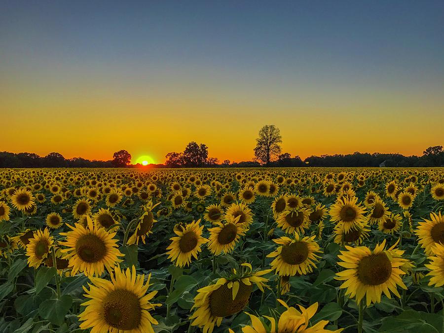 Sunflower fields forever Photograph by David Tisch - Fine Art America