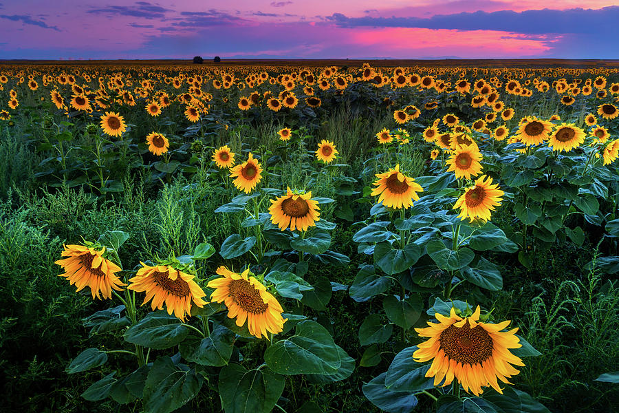 Sunflower Fields Forever Photograph by John De Bord