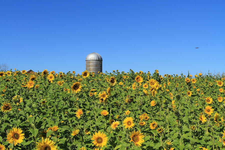 Sunflower Fields Forever Photograph by Karen Ruhl
