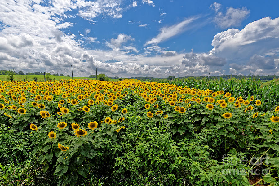Sunflower Fields Forever Photograph by Paul Mashburn