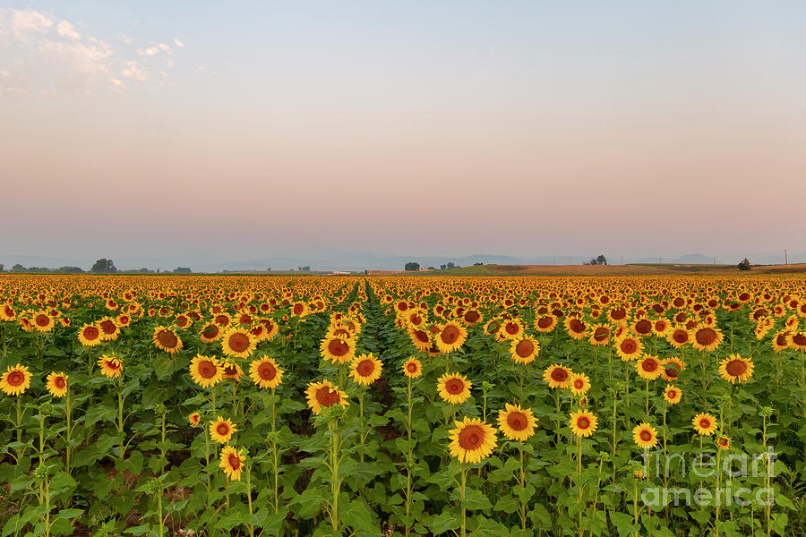 Nature Photograph - Sunflower Fields Forever by Ronda Kimbrow