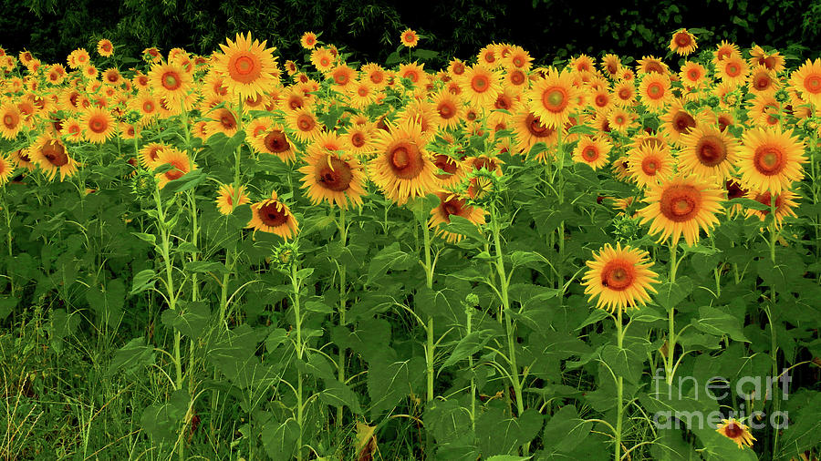 Sunflower Fields Forever Photograph by Scott Cameron