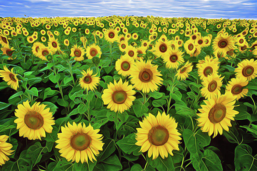 Sunflower Fields Painting by Harry Warrick