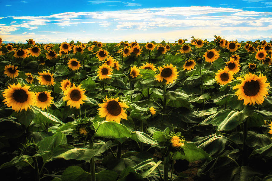 Sunflower Fields Photograph by Juli Ellen