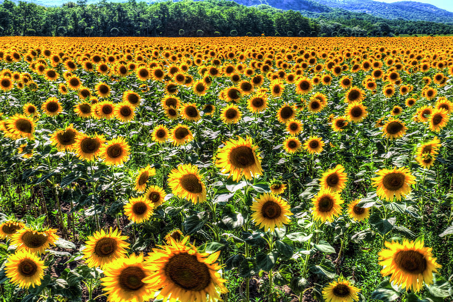 Sunflower Fields Of Dreams  Photograph by David Pyatt