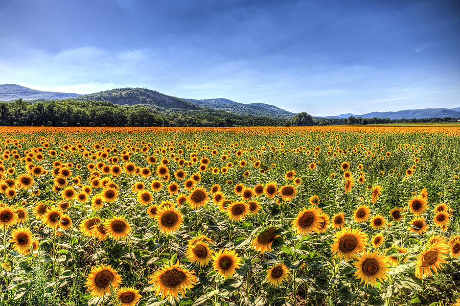 Sunflower Fields Of Summer  Photograph by David Pyatt