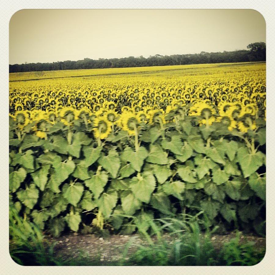 Sunflower Fields #onmywaytojens Photograph by Allison Ploehn