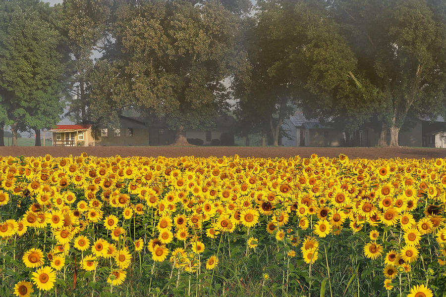 Sunflower Fields Photograph by Paula Ponath