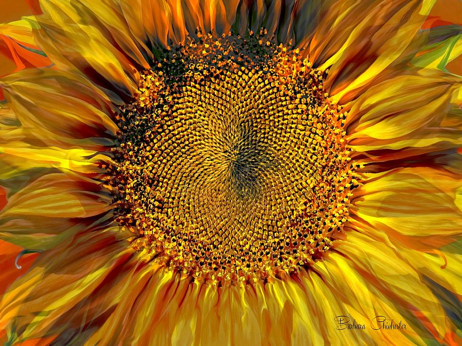 Sunflower Fiesta Photograph by Barbara Chichester