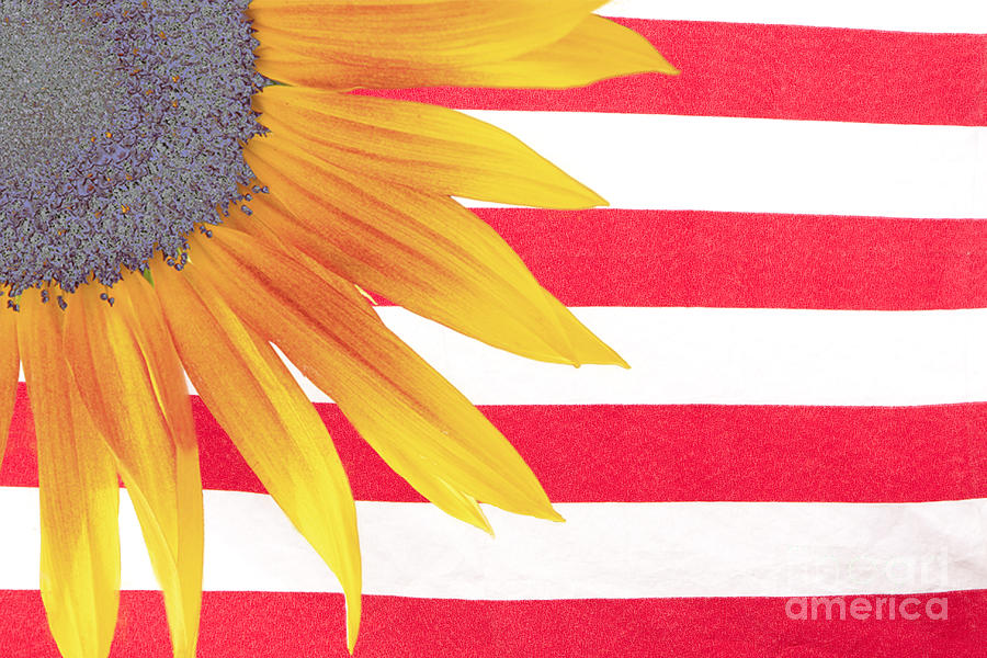 Sunflower Flag Photograph by James BO Insogna