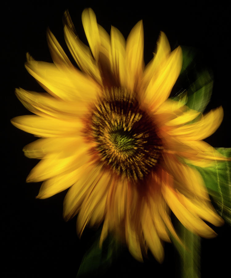 Sunflower Flames Photograph by Frederic A Reinecke