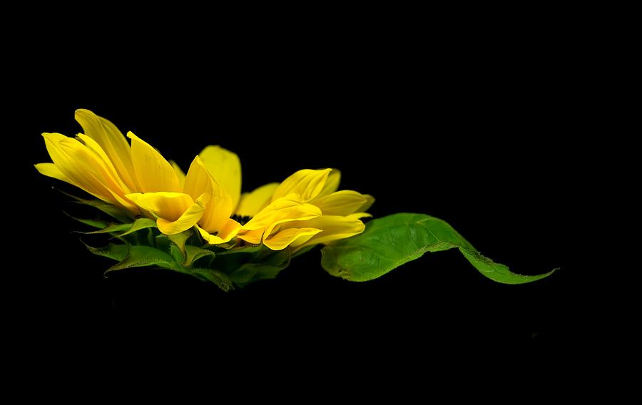 Sunflower Float Photograph by Elsa Santoro