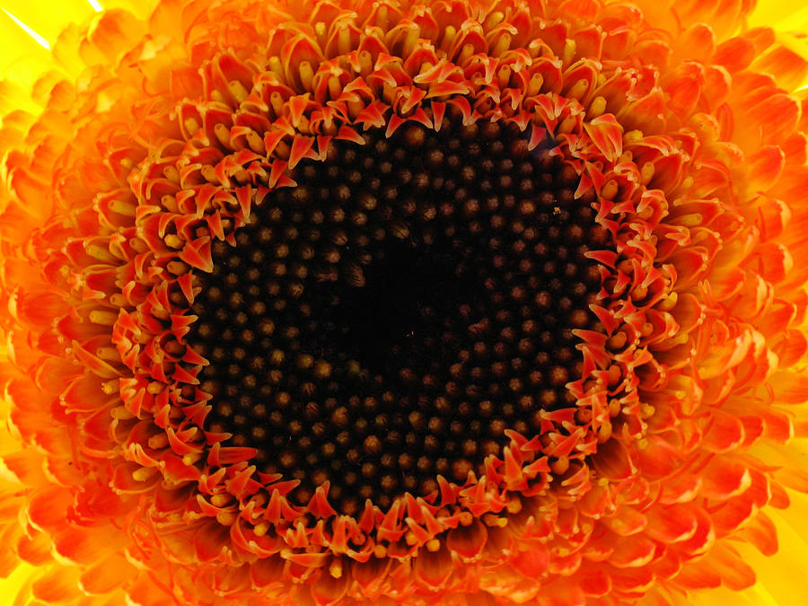 Sunflower Floret Photograph by Juergen Roth