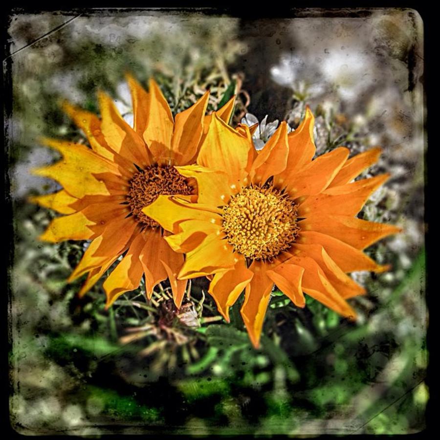 Summer Photograph - #sunflower #flower #floral #yellow by Sam Stratton