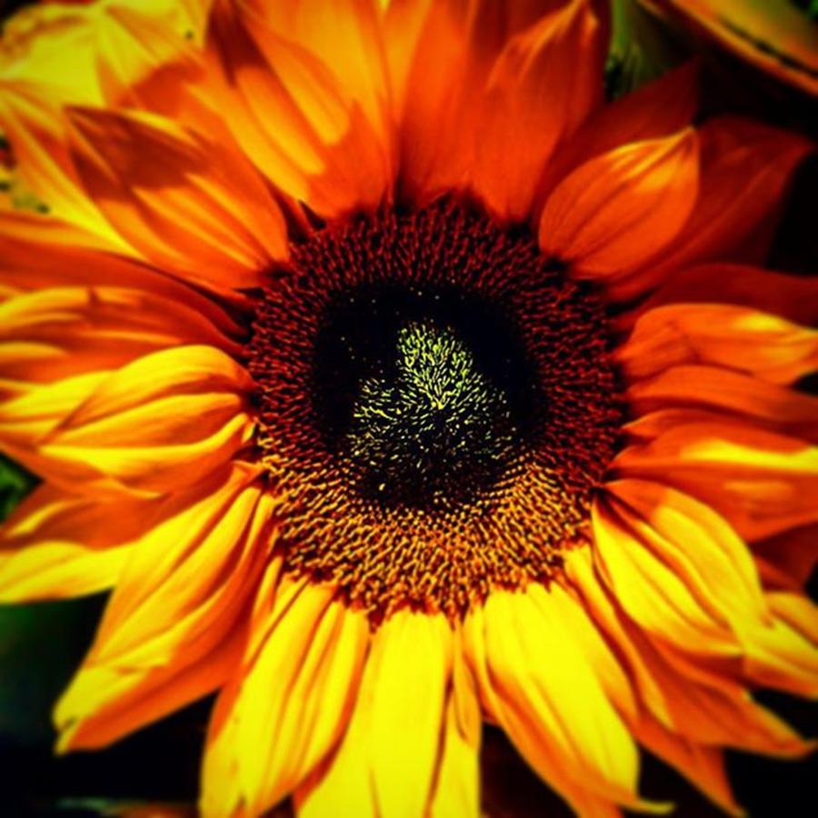Abstract Photograph - #sunflower #flower #floral #yellow #sun by Sam Stratton