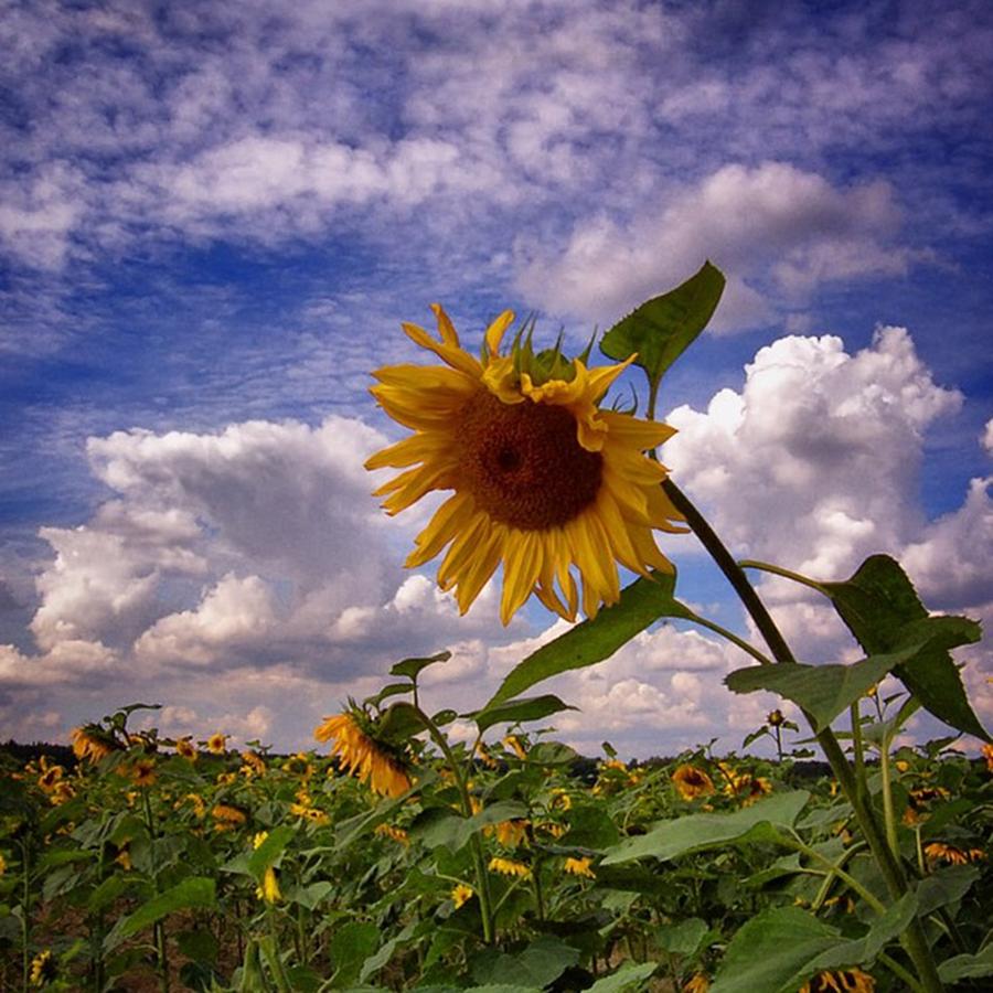 Sunflower Photograph - #sunflower #flower #landscape #clouds by Greg Wozniak