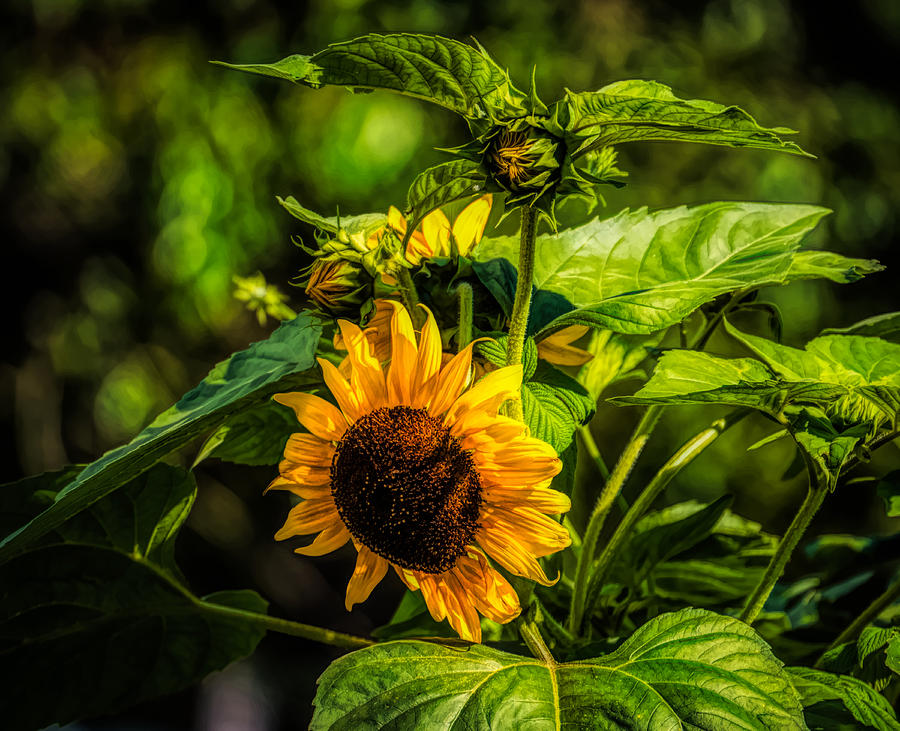 Sunflower, flower, sun flower, flowers, floral Photograph by Lilia S