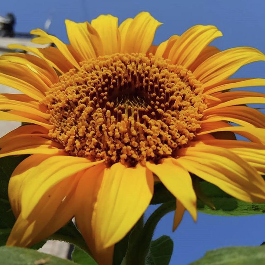 Summer Photograph - Sunflower by Kumiko Izumi
