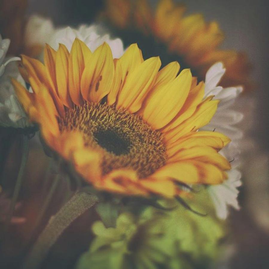 Flower Photograph - #sunflower #flowers by Heather Green