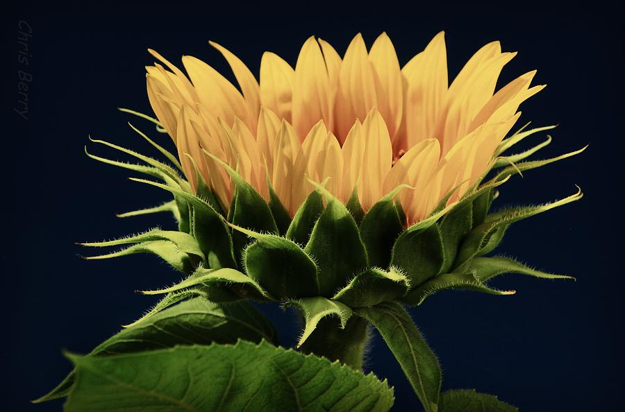 Sunflower Foliage and Petals Photograph by Chris Berry