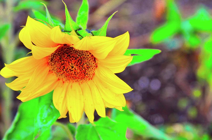 Sunflower For Sue Photograph by Joe Burns