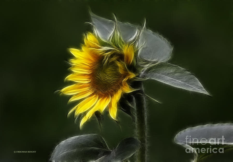 Sunflower Fractalius Beauty Photograph by Deborah Benoit