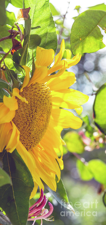 Sunflower Framed Photograph