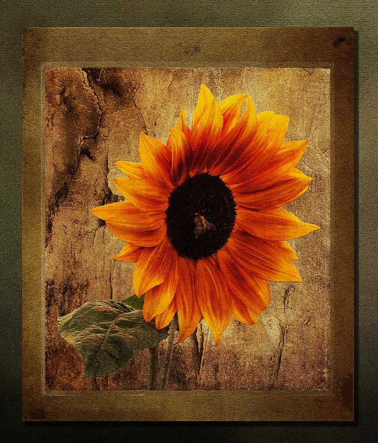 Sunflower Framed Photograph by Bel Menpes