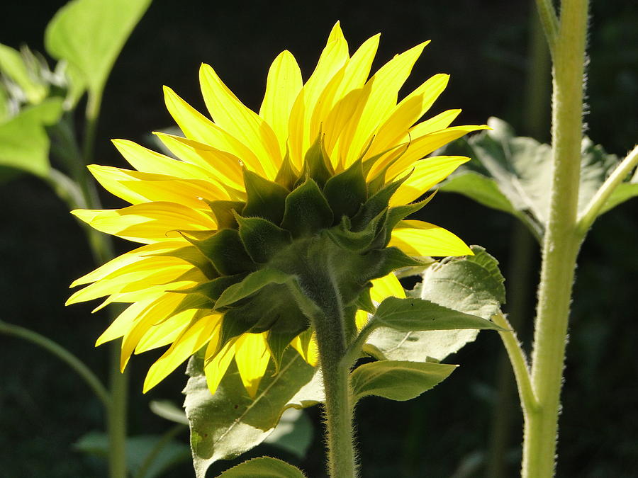 Sunflower Photograph - Sunflower from behind by Liz Vernand
