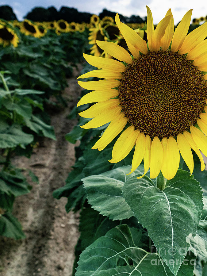 Sunflower from Mattituck, Long Island Photograph by Alissa Beth Photography
