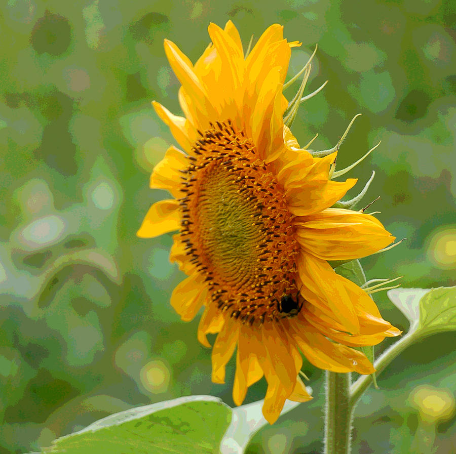 Sunflower Fun Photograph by Suzanne Gaff