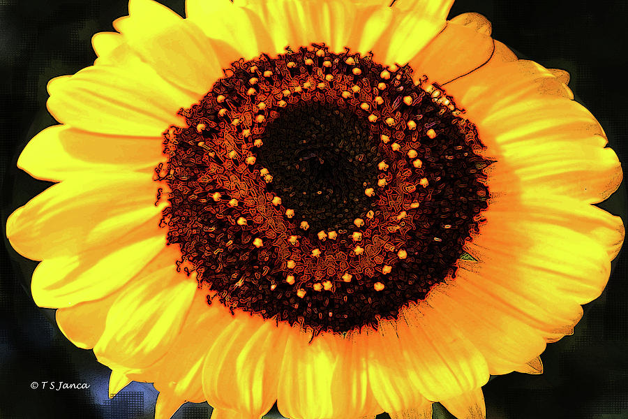 Sunflower Fun  Digital Art by Tom Janca
