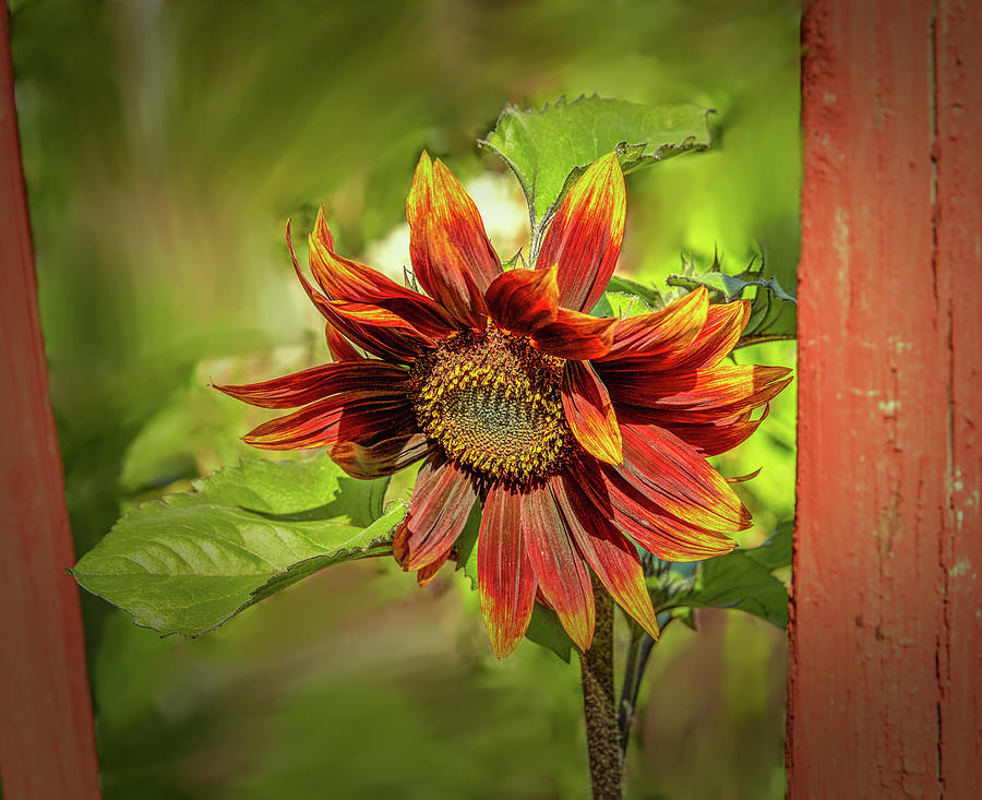 Sunflower #g5 Photograph by Leif Sohlman