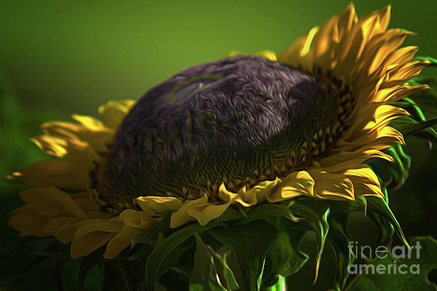 Sunflower Photograph - Sunflower by Gaby Swanson Sunflower Photograph - Sunflower by Gaby Swanson