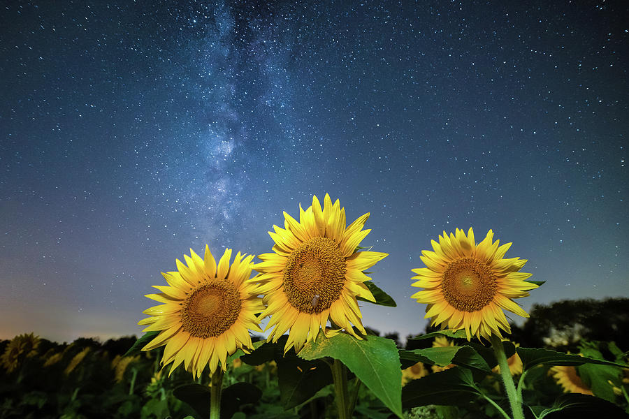 Summer Photograph - Sunflower Galaxy ii by Ryan Heffron