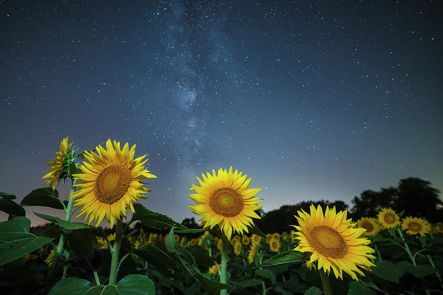 Summer Photograph - Sunflower Galaxy v by Ryan Heffron
