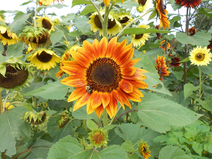 Sunflower Garden Photograph by Diannah Lynch