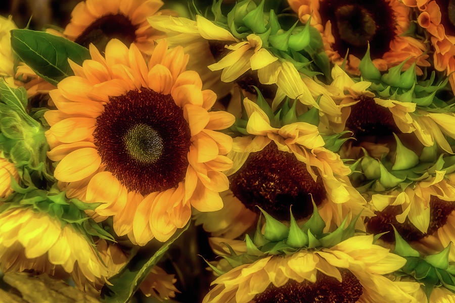 Sunflower Garden Photograph by Garry Gay