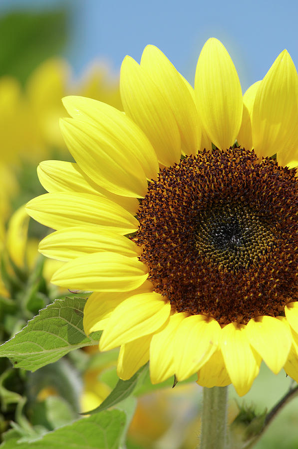 Sunflower Photograph by Garden Gate