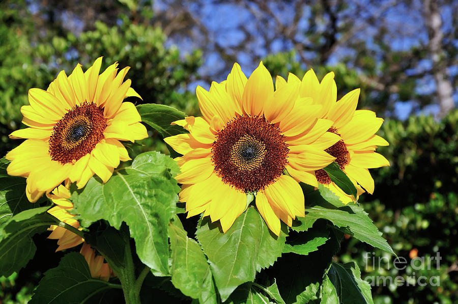 Sunflower Garden Photograph by Kaye Menner