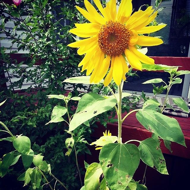 Sunflower Photograph - #sunflower #garden #nature #peaceful by Jessica Savino