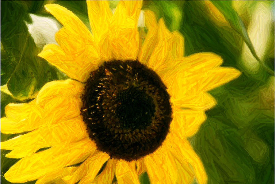 Sunflower  Photograph by Gary Brandes